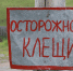 "Можно остаться инвалидом". Чем опасны клещи и как от них спастись - Братская Студия Телевидения