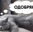 Никаких «НО» - выбирай «ДОМИНО» - Братская Студия Телевидения