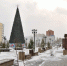 В урны на сквере "Ангарские каскады" в Братске установили сосны - Bratsk.Org