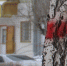 Приезжие петербуржцы в Братске пометили деревья красным - Bratsk.Org