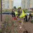 Люди высаживают растения в городском сквере. - Bratsk.Irk.Today