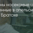 Поделитья во ВКонтакте - Братская Студия Телевидения