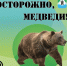 Внимание, медведи! Жителям и гостям Братского района стоит быть осторожнее при посещении лесов. - Администрация Братского района