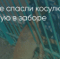 Поделитья во ВКонтакте - Братская Студия Телевидения