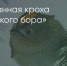 Поделитья во ВКонтакте - Братская Студия Телевидения