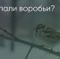 Поделитья во ВКонтакте - Братская Студия Телевидения