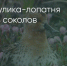 Поделитья во ВКонтакте - Братская Студия Телевидения